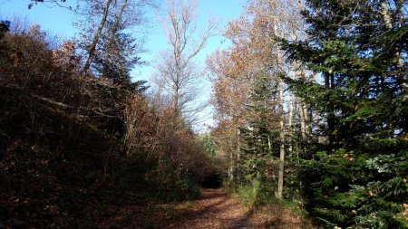 Dans la forêt.