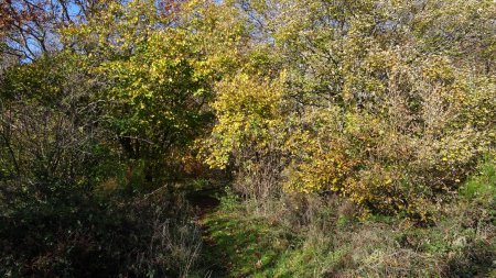 La sente qui monte dans le bois de Py Froid.