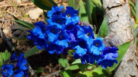 Petites fleurs bleues.