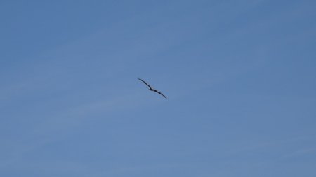 Je n’ai pu photographier le fuselage et le dessous des ailes pour identifier l’appareil.