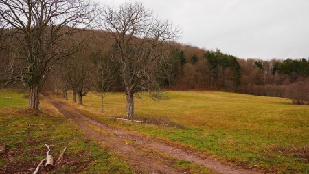 Prairies du gîte de Gensbourg.