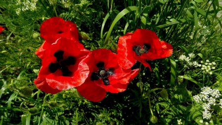 Coquelicots.