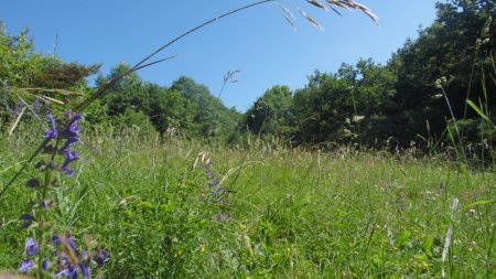 L’herbe est bien grasse