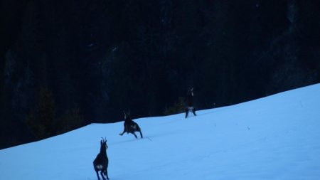 Chamois sous le Mont St Mury