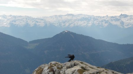 Chocard sur fond de Belledonne