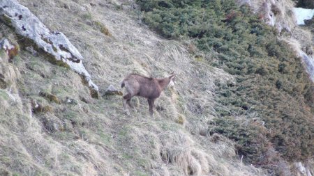 Chamois sous le Dôme de Bellefont