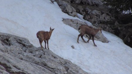 Chamois sous le Dôme de Bellefont