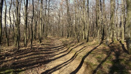 Dans le Bois de la Paccaly.