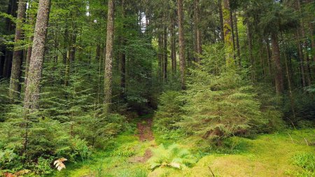 Montée vers Philippenkopf.