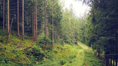 Lors de la jonction avec la piste descendante (au fond), on prend à droite.