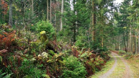 Début de descente en forêt.