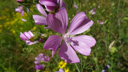 Mauve.