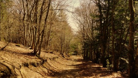 Descente en forêt.