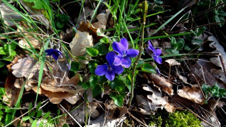 Violettes des chiens.