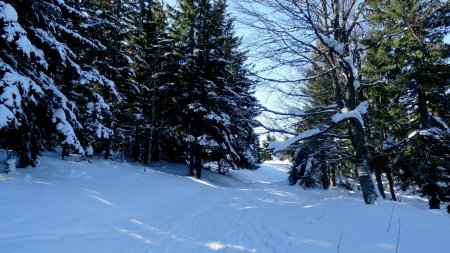 Dans la forêt.