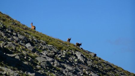 ...qui ne tarde pas à détaler.