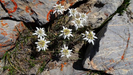 Edelweiss.