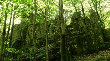 Dans la forêt.