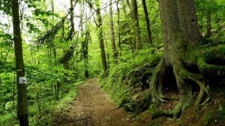 Dans les bois.