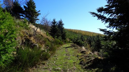 En direction du mélézin.