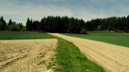 Passage, balisé, entre les parcelles cultivées.