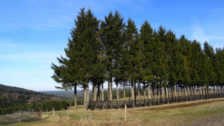 Le sentier, peu visible, passe à gauche du rideau d’épicéas.