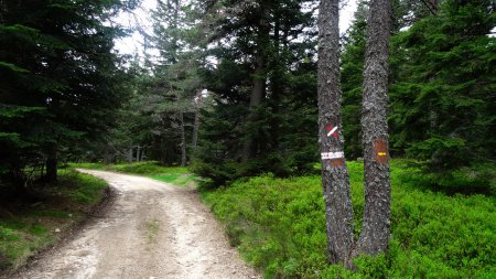 Dans la Forêt de Taillard.