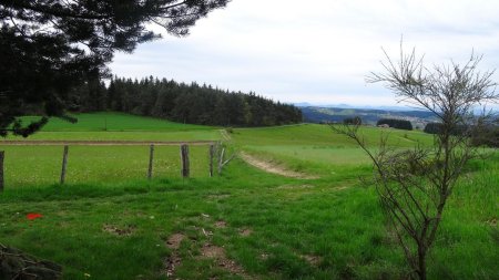 A la sortie de la forêt, prendre à gauche.