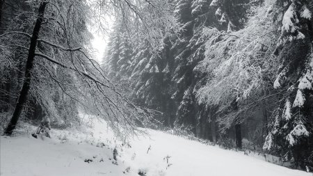 Forêt enneigée.