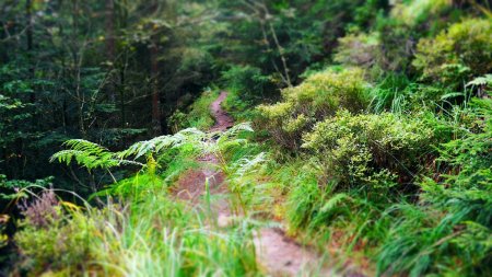 Sur le sentier menant au Wildsee.