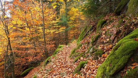 Joli sentier un peu escarpé.