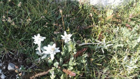 Edelweiss.