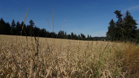 Le clocher de Saint-Hilaire-Cusson-la-Valmitte dans le rétro..