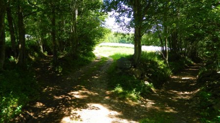 Dans la forêt.