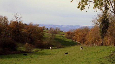 Combe de Gourny.