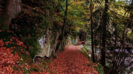 Dans le rétro et dans la hêtraie