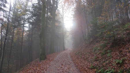 Dans la montée au Merkur, sur le flanc nord-est, je tombe soudainement sur une nappe de brouillard, avec le soleil juste derrière.