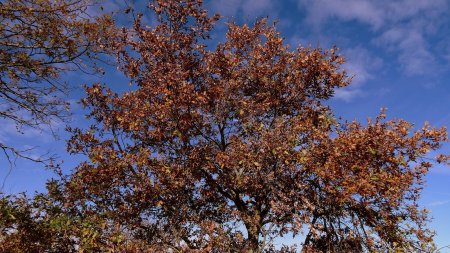 Dernières couleurs d’automne.