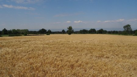 Blés mûrs dans la plaine.