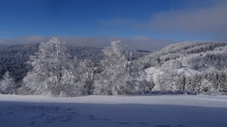 Brouillard sur le Grand Bois.