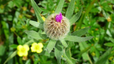 Centaurée uniflore au 2ème stade. La fleur commence à émerger au centre de la boule.