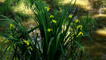 Iris des marais et étang.