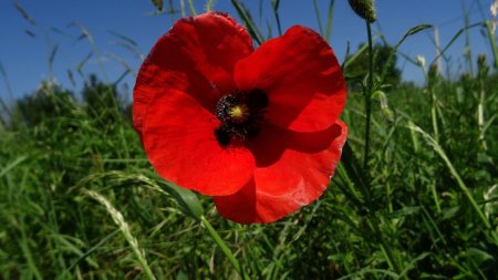 Coquelicot.