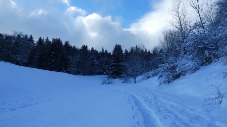 Arrivée en forêt