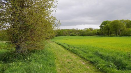 Après le hameau de l’Anerie, le chemin bordé de champs et prairies.