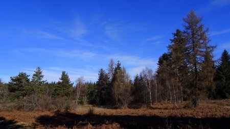 Quelques mélèzes.