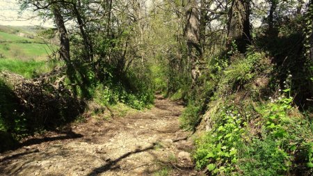 Descente dans le vallon du Rossand