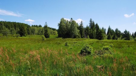 Replat sur la crête, entre le Rossbühl et le Sandkopf.