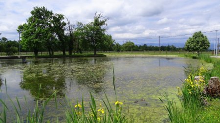 Petit étang au bord du chemin.