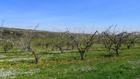 Pissenlits et pâquerettes devant Saint-Martin-la-Plaine.